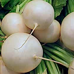 Organik Beyaz Turp  KG 