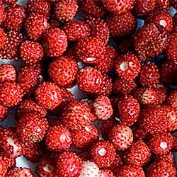 Organik Dağ Çileği  KG 