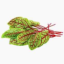 Organik Kırmızı Kuzukulağı  Demet 