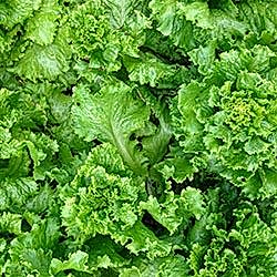 Organik Kıvırcık  ADET 