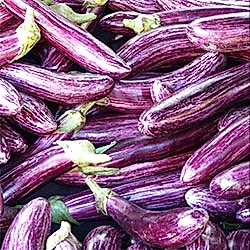 Organik Mor Patlıcan  KG 