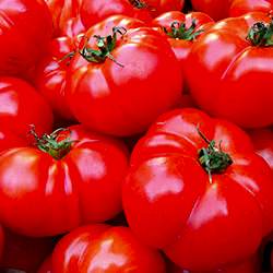 Organik Köy Domatesi  KG 