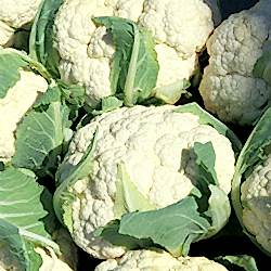 Organik Karnabahar  KG 