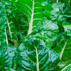 Organik Pazı  Demet 